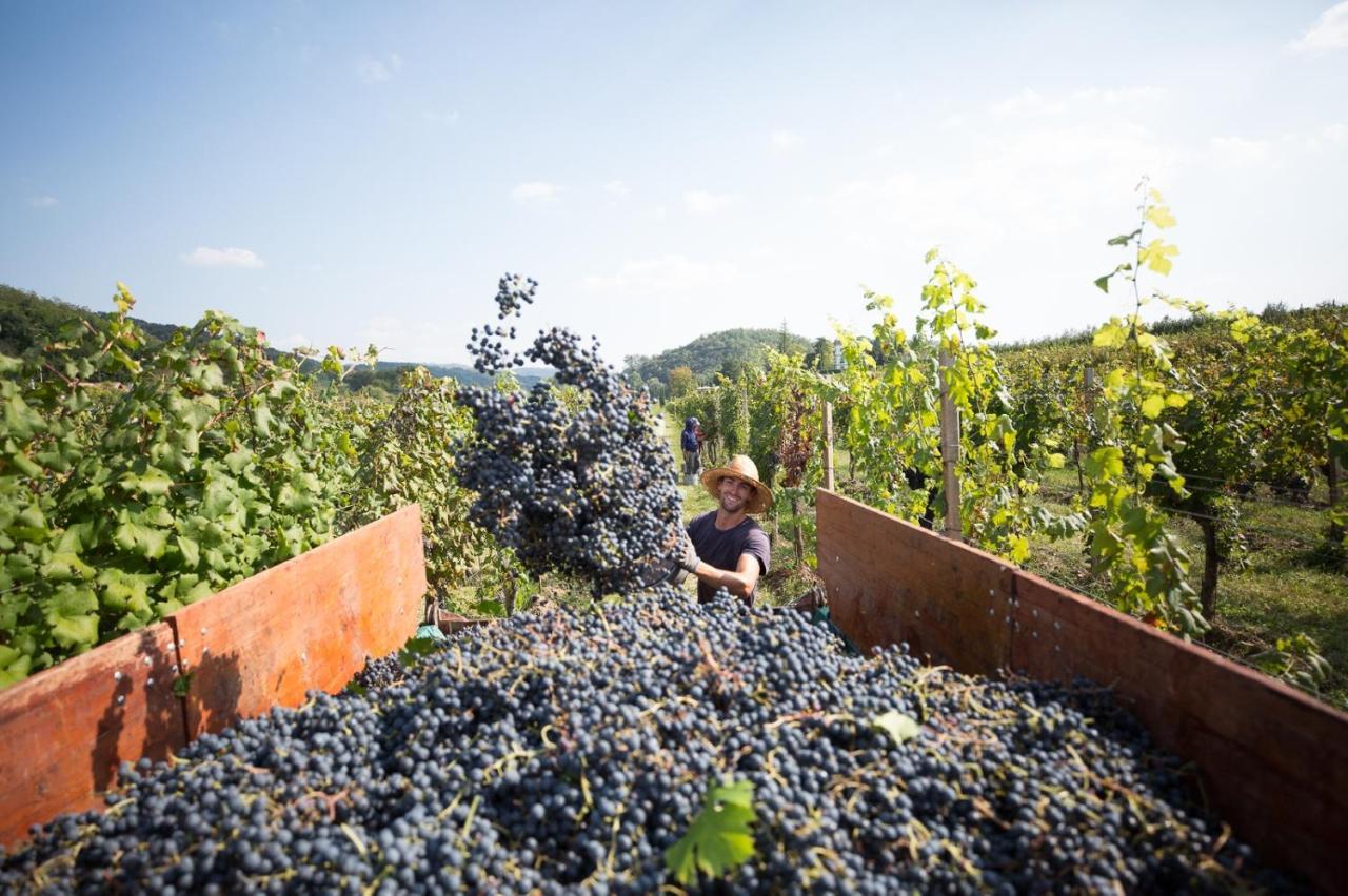 Il Roncal Wine Resort - For Wine Lovers Cividale del Friuli Exteriér fotografie