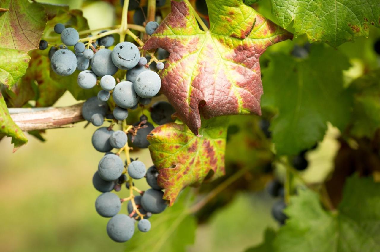 Il Roncal Wine Resort - For Wine Lovers Cividale del Friuli Exteriér fotografie