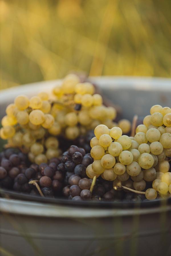 Il Roncal Wine Resort - For Wine Lovers Cividale del Friuli Exteriér fotografie