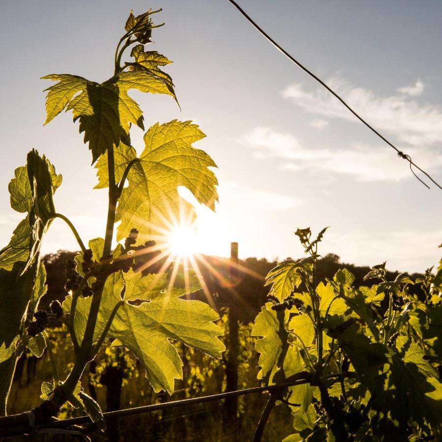 Il Roncal Wine Resort - For Wine Lovers Cividale del Friuli Exteriér fotografie
