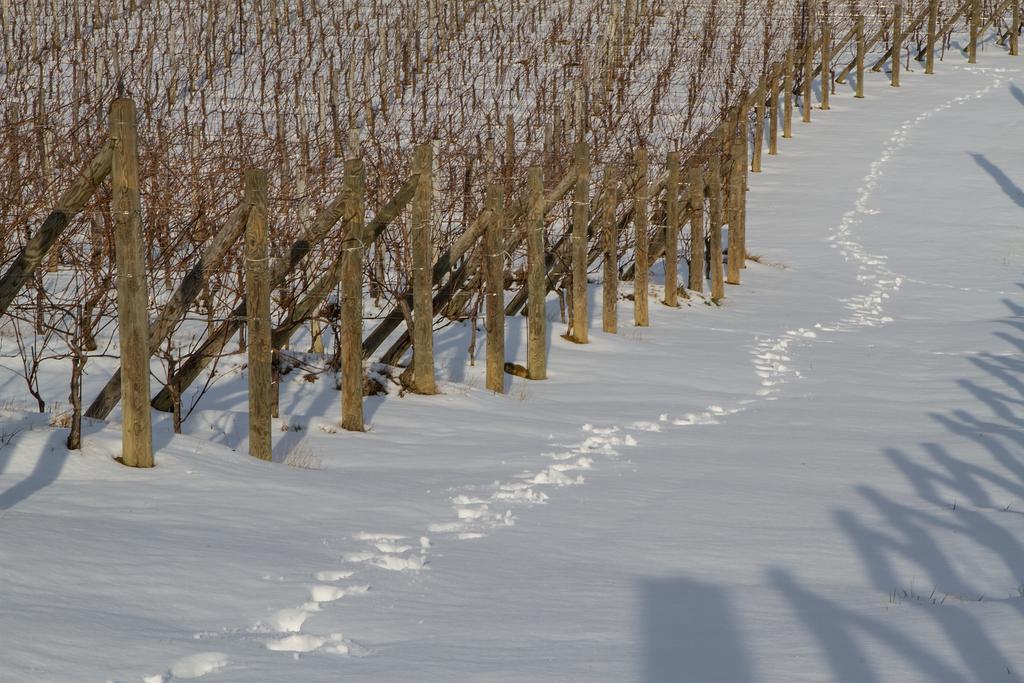 Il Roncal Wine Resort - For Wine Lovers Cividale del Friuli Exteriér fotografie