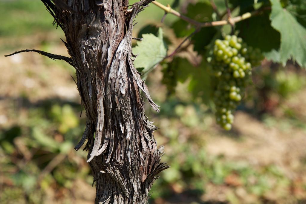 Il Roncal Wine Resort - For Wine Lovers Cividale del Friuli Exteriér fotografie